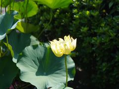 -云溪植物园