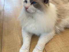 -Let's go狗咖·猫咖·奶狗·桌游(春熙路IFS店)