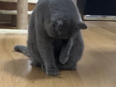 -十年猫舍·猫咪专门店(普陀店)