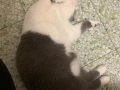 -瑞派动物医院·绝育·犬猫全科·预防医学(光景江南中店)