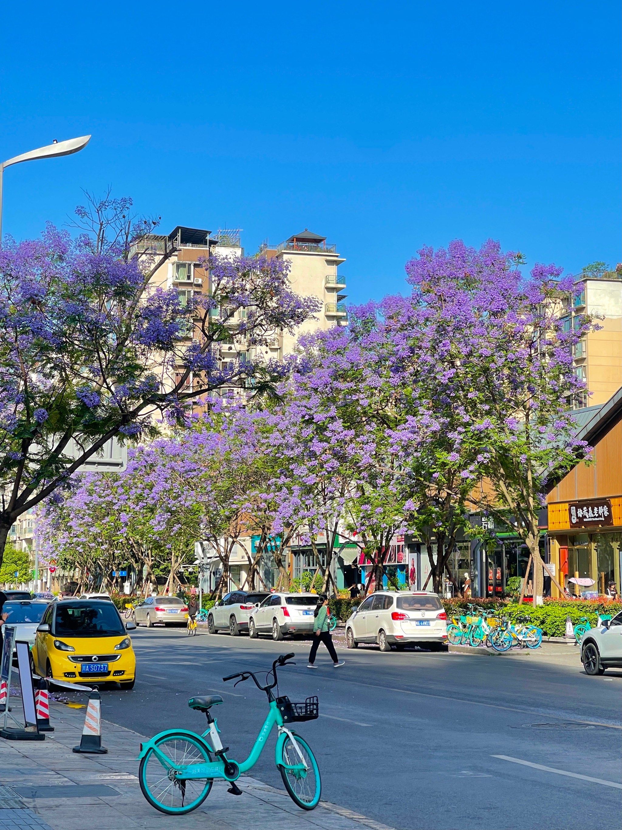 成都0元赏花之华润路上梦幻蓝花楹90