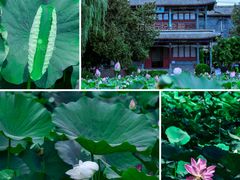 -莲池书院博物馆