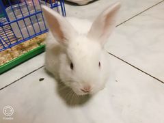 -中环花鸟鱼虫市场