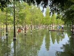 -泗洪洪泽湖湿地景区