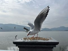 -海埂大坝