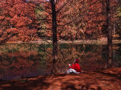 -上海海湾国家森林公园