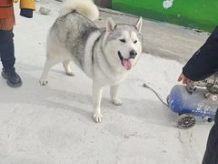 -宠物寄养训练学校