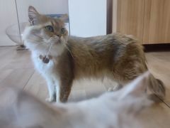 -唐小姐の私宠·宠物洗护美容·撸猫馆·购宠(周浦万达旗舰店)