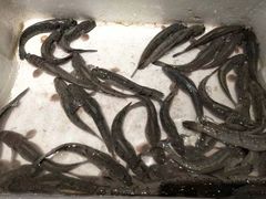 -南山饭店(阳明古镇店)