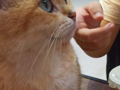 -Heymao猫咖.咖啡厅(东门店)