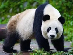 -成都大熊猫繁育研究基地
