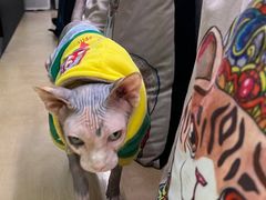 -more than meow吴止猫主题餐厅(承德 中船汇店)