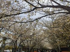 -高东镇樱花园