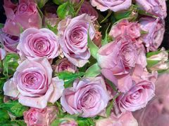 -循礼门鲜花花市(武汉循礼门店)