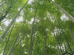 -铁山坪森林公园