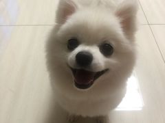 -多卡布奇宠物生活馆(上林世家店)