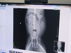 -全心全意连锁动物医院·微创中心·内科急重症·心脏专科(丰管路店)