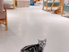 大堂-藏猫猫咖啡主题馆(中央大道店)
