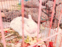 -大自然农场蔬菜草莓采摘园