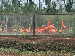 -海南热带野生动植物园