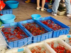 -清平路水族市场