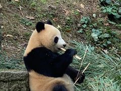 -都江堰中华大熊猫苑