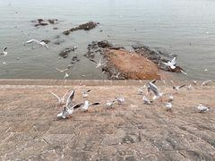 -栈桥景区