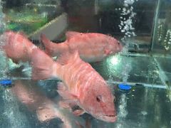 -绿雅居原生态农庄(小涌店)