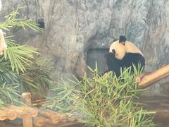 -深圳野生动物园