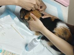 -半岛宠物医院24小时·内窥镜·牙科·碎石中心(府城大道店)
