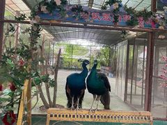 -西双版纳傣族园