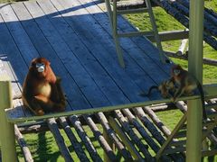 -西霞口神雕山野生动物世界