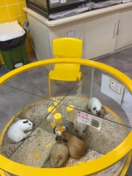 -神奇动物撸宠馆·羊驼·小浣熊·异宠(豫园店)