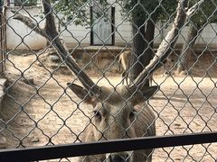 -青藏高原野生动物园