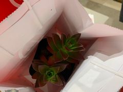 -海底捞火锅(振华广场生日主题店)