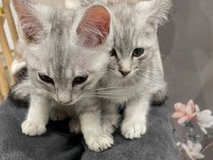 -楼上猫咖(罗湖店)