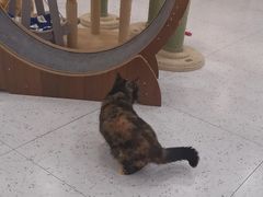 -喵园·猫主题咖啡厅·撸猫·猫咖(国贸店)