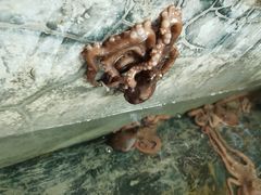 -阔澜蒸汽海鲜自助