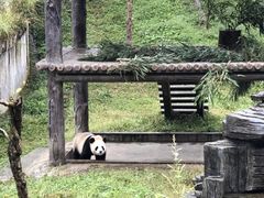 -都江堰中华大熊猫苑