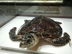 -青岛贝壳博物馆