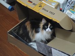 -纳吉亚猫专科动物诊疗中心(蒋宅口分院)