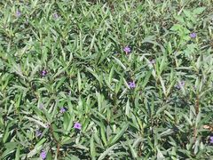 -竹子林(地铁站)