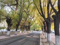 -东北农业大学饺子园