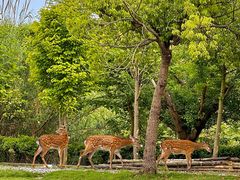 -不觉晓CAMPING(上海迪士尼营地店)