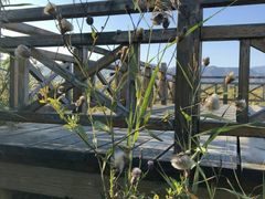 景点-野鸭湖国家湿地公园