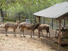 -青藏高原野生动物园