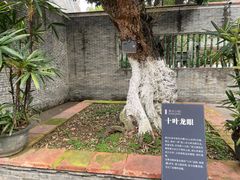 -碧江金楼