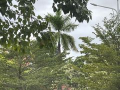 -西双版纳傣族园