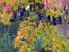 -秋霞圃