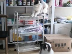 -圣宠宠物(平吉花卉市场店)